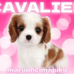 【 キャバリア 】初心者必見！天性の人懐っこさを持つブレンハイムの女の子！