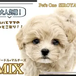 【 MIX 】いいとこどりのMIX犬！プーマルちゃんがやって来たよ！
