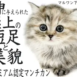 【 マンチカン 】長い被毛に隠れる程の短足!プレミアム認定のハイクラス猫をご紹介