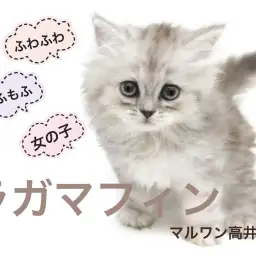 【 ラガマフィン 】ラグドールとペルシャ系を掛け合わせたゴージャスキャット登場!