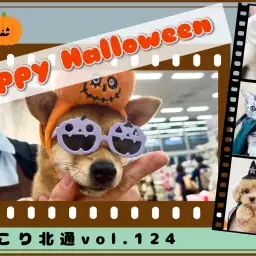 【 ほっこり北通Vol.124 】マルワン北戸田店のハロウィンday！