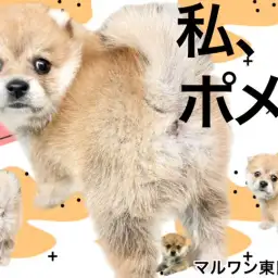 【 MIX・ポメ柴 】きつね?たぬき?私、ポメ柴!良いとこ取りのレア度高めな女の子
