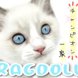 【 ラグドール 】脈々と受け継がれしゴージャス&エレガントなラグ様!