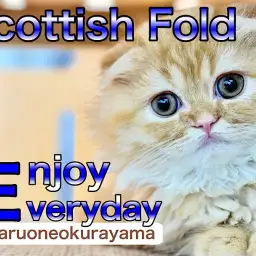 【 スコティッシュフォールド  】愛嬌たっぷりな垂れ耳ニャンは超甘えんボーイ！
