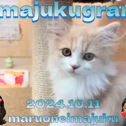 【 イマジュクグラム 】美男子の毛繕いに密着！サイベリアンの最新動画大公開！