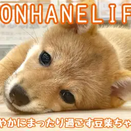 【 赤豆柴成長ログ 】健やかにまったり過ごす豆柴ちゃんの成長日記！