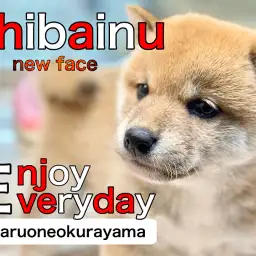 【 柴犬 】はじめまして！柴犬王国にやってきた赤毛のフレンドリーガール！