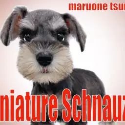 【 ミニチュアシュナウザー 】従順であり愛情深くとても親しみやすい女の子!