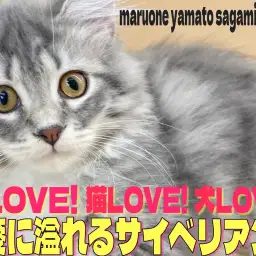 【 サイベリアン 】温厚な性格で猫、犬とも多頭できる抱っこ大好き2ndブログ!