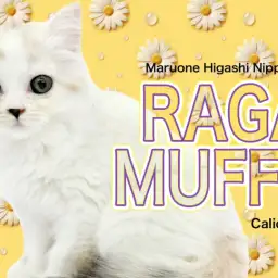 【 ラガマフィン 】東日暮里店に、キャリコバンの神々しい女神降臨！