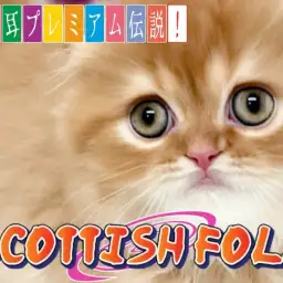 【 スコティッシュフォールド 】鮮やかカラー・タレ耳・長毛のプレミアムスコ！