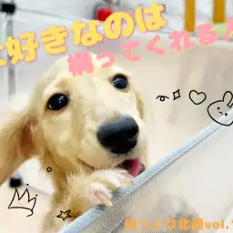 【 ほっこり北通Vol.116 】おすわり待てもできるよ！癒し系ダッちゃん