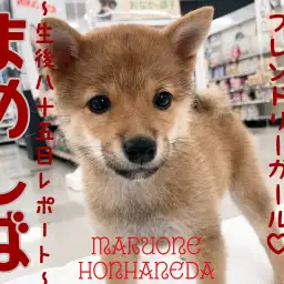 【 豆柴 女の子 】おトイレ上手なくま顔マメちゃんの生後85日をレポート！