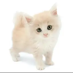 ノルウェージャンフォレストキャット