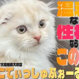 【 スコティッシュ 】お風呂も好き?スキンシップが大好きでお手入れも喜ぶ甘えん坊