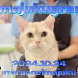 【 イマジュクグラム 】今宿店の甘えっ子代表！マンチカンちゃまの最新動画！