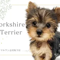 【 ヨークシャーテリア 】宝石のように魅力溢れるお姫様!ヨーキーちゃんのご紹介!