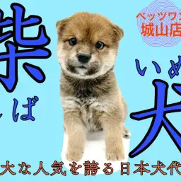 【 柴犬 】愛嬌抜群!絶大な人気を誇る日本犬代表の柴ちゃん登場