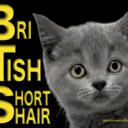 【 ブリティッシュショートヘア 】最高のブリティッシュブルーの丸顔ニャンコ！