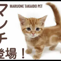 【 マンチカン 】注目度MAX!かわいいお顔と短足を持った女の子がやってきた!