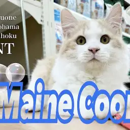 【 メインクーン 】シャンプーも出来ちゃう!大らかな性格なメインクーン!