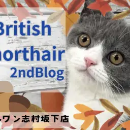 【 ブリティッシュショートヘア 】生後4ヶ月を迎えた左右対称のハチワレ王子様!