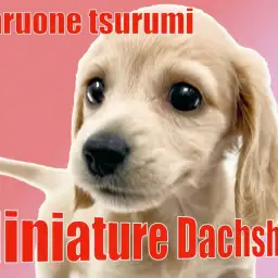 【 ミニチュア・ダックスフント 】優しいお顔立ちで性格も明るく遊ぶの大好き!!