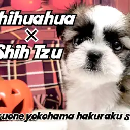 【 MIX 】癒し度MAX！可愛さが溢れて止まらないミックス犬チワズー