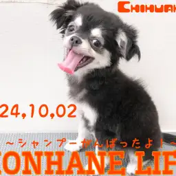 【 ホンハネライフ 】もう少しで生後4ヵ月を迎えるチワワのチーちゃんのシャンプーに密着!