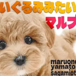 【 マルプー 】一際かわいいMIX犬!ぬいぐるみ系が好きなアナタは必見です!