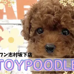 【 トイプードル 】深みのあるレッドが印象的!まるでテディベアのようなルックス