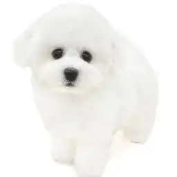 ビションフリーゼ