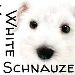 【 ミニチュアシュナウザー 】白いおひげが可愛すぎるホワイトシュナウザー！