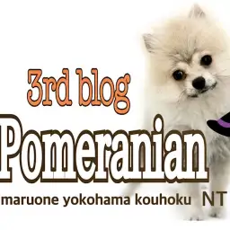 【 ポメラニアン 】小さめポメの男の子、被毛の生え変わりと生後125日の様子