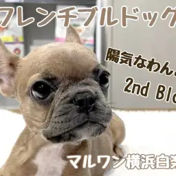 【 フレンチブルドッグ 】陽気なぶちゃカワわんこの成長記録！