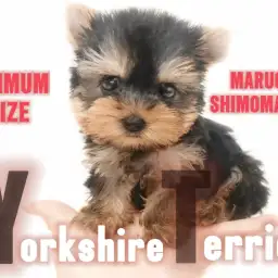 【 ヨークシャーテリア 】色濃い毛色が美しい手の平に乗る小さめサイズの男の子!