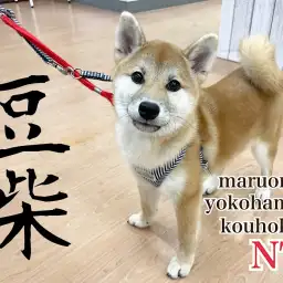 【 豆柴 】豆柴ちゃんの前回のブログからお散歩デビューまでの成長記録