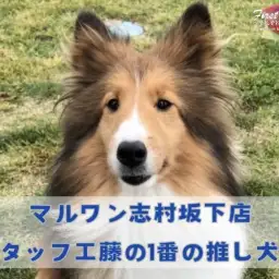 【 ファーストパートナー 】マルワン板橋 志村坂下店スタッフ工藤の相棒物語！