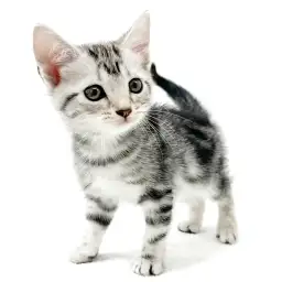 アメリカンショートヘア