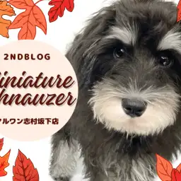 【 ミニチュアシュナウザー 】生後5ヶ月を迎え様々な事を習得中のシュナちゃん！