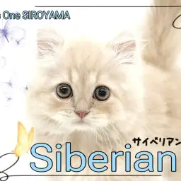 【 サイベリアン 】大人気の猫種、圧倒的な癒し系美男子くんの登場!