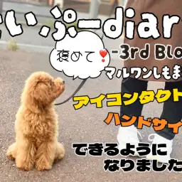 【 トイプードル 】落ち着きNo.1!賢さ抜群のトイプーちゃん日記!3rdブログ