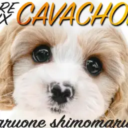 【 MIX 】希少で大人気のキャバション!フレンドリーなぬいぐるみわんこが君臨!