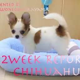 【 チワワ 】入店から2週間経ちおトイレ完璧なフレンドリーボーイに成長!