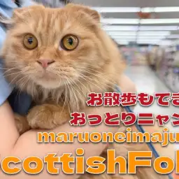 【 スコティッシュフォールド 】生後8ヶ月を迎えたお散歩が大好きな温厚にゃんこ!