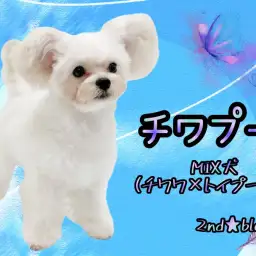 【 MIX 】可愛らしいまん丸のフォルムが魅力的!生後7ヶ月で幼顔なチワプー