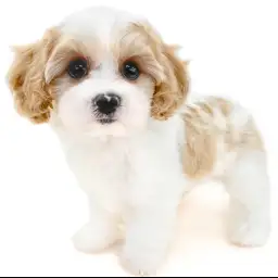 MIX（キャバリアキングチャールズスパニエル×ビションフリーゼ）