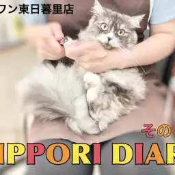 【 NIPPORI DIARY その13 】 新入りのサイベリアンをご紹介！