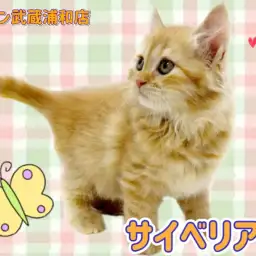 【 サイベリアン 】レッドタビーのゴージャスな被毛を持ったおっとりさん!