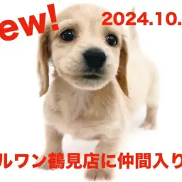 【 ミニチュアダックスフント 】新たに仲間入り!イエローカラーの女の子!!